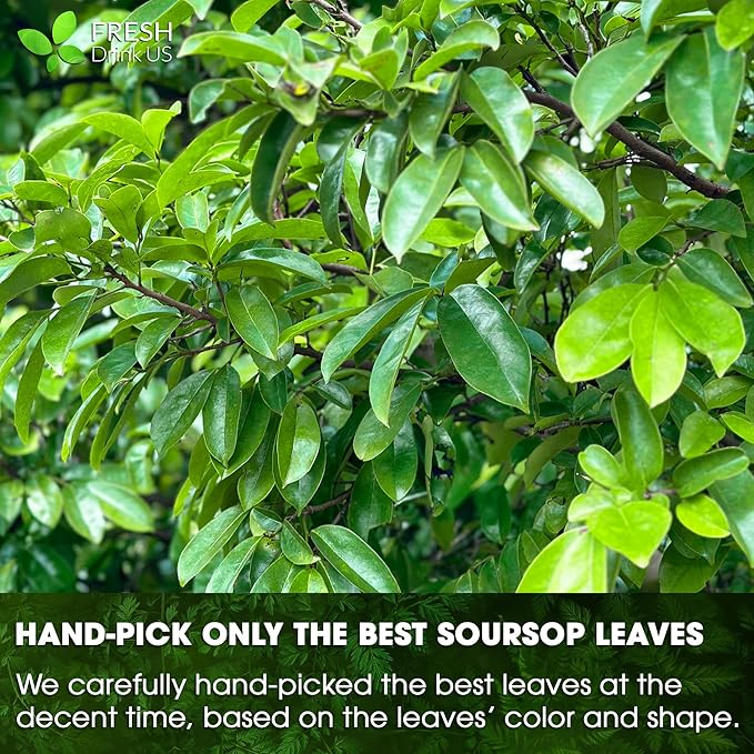 FreshDrinkUS, Premium 30+ Soursop Graviola Dried Leaves, Natural Whole Soursop Leaves, Wildcrafted, Hoja Guanabana, Loose Leaf Herbal Tea, No Gluten, Vegan