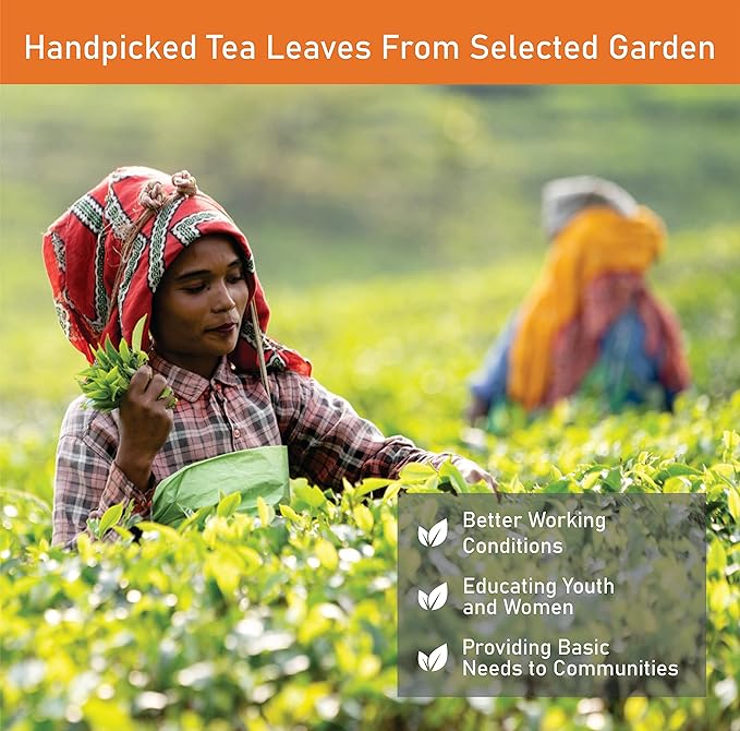 Octavius | Tea Sampler Pack | Assortment of Green Teas | Cinnamon Anise Green Tea | 50 Enveloped Double Chamber Tea Bags | Tea Sampler Variety Pack | Perfect for Tea Lovers | Pack of 1