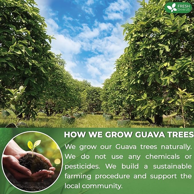 FreshDrinkUS, Premium 15 Guava Leaf Tea Bags, 100% Natural & Pure. Loose Leaf Guava Herbal Tea. No Sugar, No Caffeine, No Gluten, Vegan.