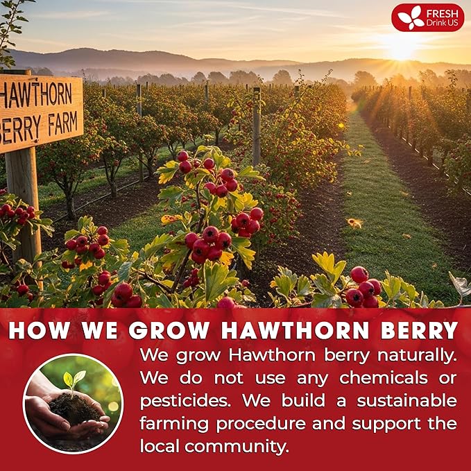 FreshDrinkUS, Premium Hawthorn Berry Tea - 75 Tea Bags - 100% Natural Herbal Infusion, Caffeine-Free, Rich Aroma & Smooth Taste. Vegan