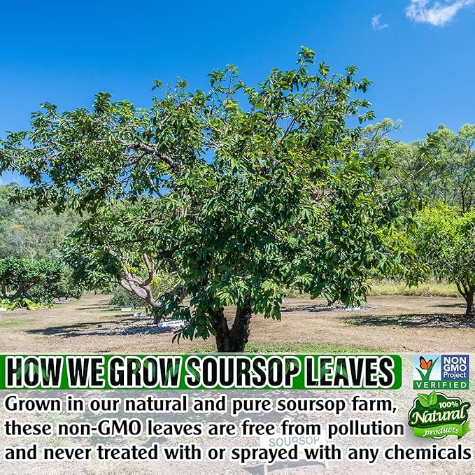 HERB DTQ - Organic Soursop Leaf Tea Bags - USDA Certified, 100% ORGANIC and Pure from Soursop Leaves, Non-GMO, Sugar/Caffeine/Gluten Free, Eco-Conscious Corn Fiber Tea Bags. Organic Graviola Tea - Hojas De Guanabana Tea (50 teabag)