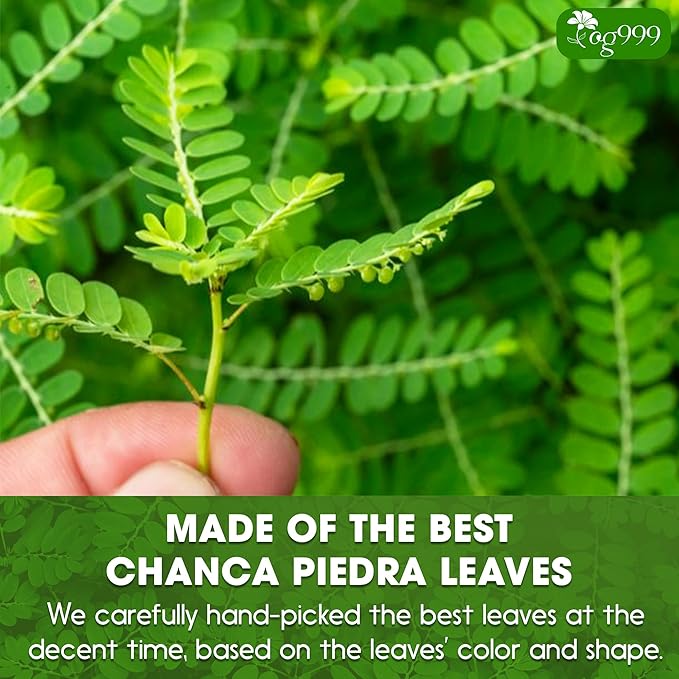 TOG999, Premium 120 Chanca Piedra Leaf Tea Bags, 100% Natural & Pure from Chanca Piedra Leaves. Loose Leaf Chanca Piedra Herbal Tea. Made with Natural Material Tea Bags. No Sugar, No Caffeine, No Gluten, Vegan.