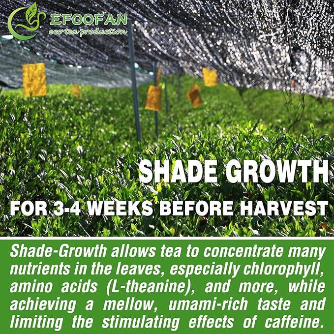 EFOOFAN Organic Matcha Green Tea Powder, Premium Culinary Grade(4oz), Japanese Tencha Tea Flavor, First Harvest, Te Macha Organico for Latte, Baking, Smoothie