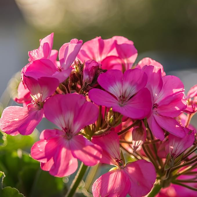 Geranium Essential Oil - Direct from Egypt Nile Delta - Pure Essential Oils for Body, Skincare & Balance - Natural Aceite de Geranio - 100% Pure Therapeutic Grade (15ml)