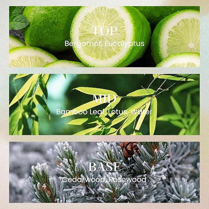 M&SENSE 6.3 oz Large Reed Diffuser Set | Forset Scent Oil Diffuser with Sticks | Hotel Collection Non-Toxic Essential Oil |for Bedroom Bathroom Living Room