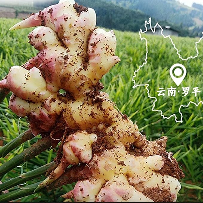 110g/3.9Oz Lemon Ginger Tea Bags, 50 Teabags - Pleasantly Spicy & Warming - Non-GMO - Caffeine-free