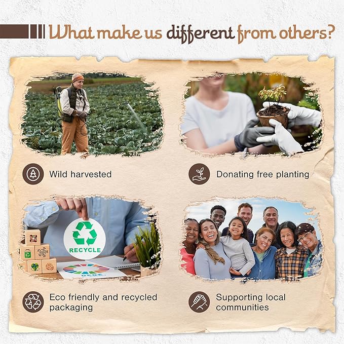 8 pcs Wildly Harvested Thick - Natural Sandalwood Olibanum Incense Sticks, 9” Long - Eco Friendly, Incense Sticks (1hr Burning Time) to Heal & Purify Your Body and Surroundings