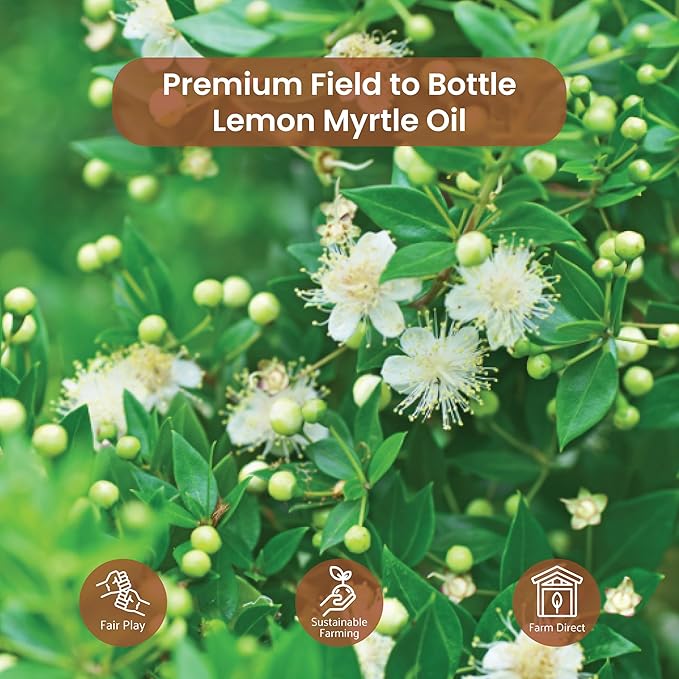 Lemon Myrtle Essential Oil - Experience an Invigorating, Fresh Citrus Aroma - Pure, Undiluted Therapeutic Grade Essential Oil - 2lbs