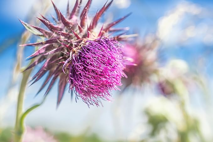 Cederberg Tea Company Organic Milk Thistle Tea — 30 Tea Bags | Organic Herbal Tea From Single Origin | Eco-Friendly Tea Bags | Non-GMO Caffeine Free Tea With Zero Sugar