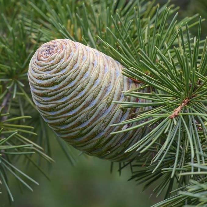 Cedarwood Essential Oil (Himalayan) - Direct from Hindustan Mint & Agro in India - Essential Oil for Diffusers and Aromatherapy | Pure Therapeutic Grade (15ml)