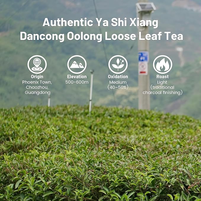 iTeaworld Ya Shi Xiang Dan Cong -Oolong Tea Loose Leaf, Premium Chinese Loose Leaf Tea with Rich Floral Aroma, for Hot and Iced Tea, 2025 Spring Harvest from Chaozhou, Guangdong- Whole Leaf Phoenix Dan Cong Oolong, 3.52oz