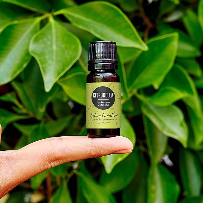 Edens Garden Citronella Essential Oil- 100% Pure Premium Grade, Undiluted, Natural, Therapeutic, Aromatherapy, The Best for Diffuser, Skin, Candle, Kid Safe 10 ml (.33 fl oz)