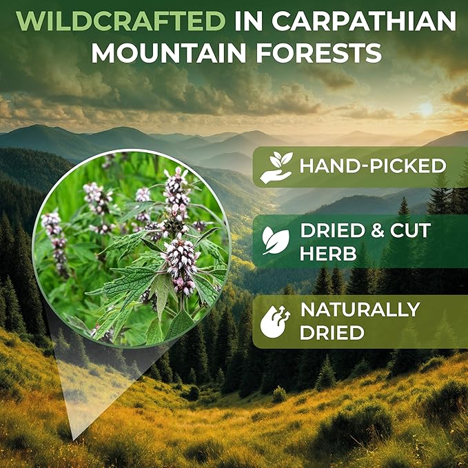 50 Bags Motherwort Tea Dried Motherwort Herb (Leonuri Herba) - 50 Tea Bags 1.5g Leonurus