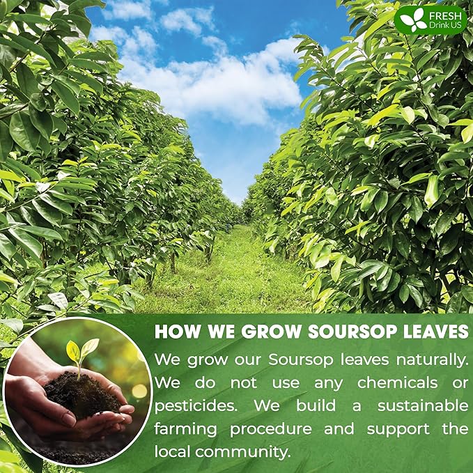 FreshDrinkUS, 330-350 Premium Soursop Dried Leaves Tea, 115 Cups, Hojas De Guanabana Whole Leaves, Wildcrafted, Graviola, Soursop, Guanabana Tea, Loose Leaf Herbal Tea, Gluten/Sugar/Caffeine Free