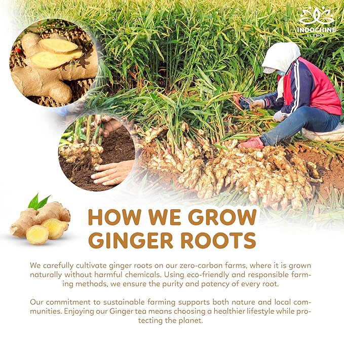 Indochine Blends Ginger Tea Bags | 100% Pure Ginger Root | Sugar-Free, Caffeine-Free Herbal Tea | Double Chamber, Individually Wrapped Bags| Rich in Natural Goodness and Flavor | 3.5 oz | 50 Tea Bags