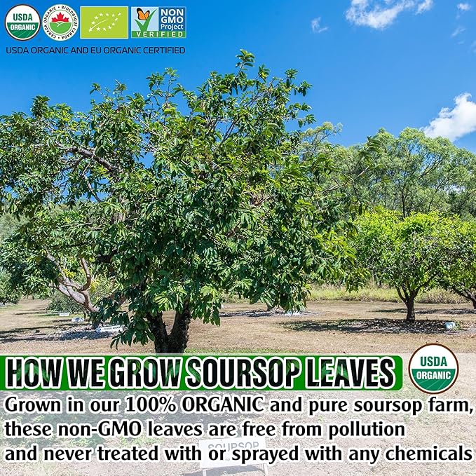 HERB DTQ - Organic Soursop Leaf Tea Bags - USDA Certified, 100% ORGANIC and Pure from Soursop Leaves, Non-GMO, Sugar/Caffeine/Gluten Free, Eco-Conscious Corn Fiber Tea Bags. Organic Graviola Tea - Hojas De Guanabana Tea (50 teabag)