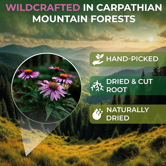 4 oz. Echinacea Root Herbal Tea (Crataegus L.) – 113g Dried Echinacea Root Tea Raíz de Equinácea