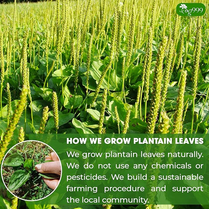 TOG999, Premium Tea Bags, 100% Natural & Pure, Loose Leaf Herbal Tea. No Sugar, No Gluten, Vegan. (60 Bags, Plantain Tea)