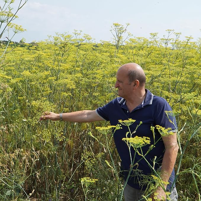 Fennel Essential Oil (Sweet Fennel) - Direct from Balkan Essential Oils - Pure Aromatherapy Diffuser Oils | 100% Pure Therapeutic Grade Natural Aceite de Hinojo (15ml)