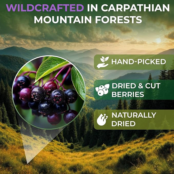 50 Bags Elderberry Fruit Herbal Tea (Sambucus) – 50 Tea Bags 1.5g Elderberry Berry Tea Saúco