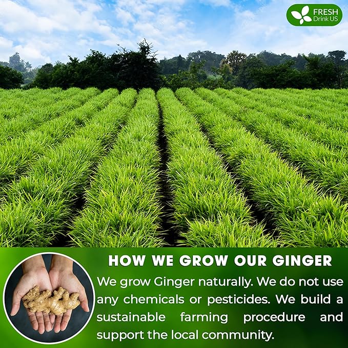 FreshDrinkUS, 150 Premium Ginger Tea Bags, Non GMO, 100% Natural & Pure from Ginger Root, Root Herbal Tea. No Sugar, No Caffeine, No Gluten, Vegan. Support Stronger Digestion, Pleasantly Spicy & Warming