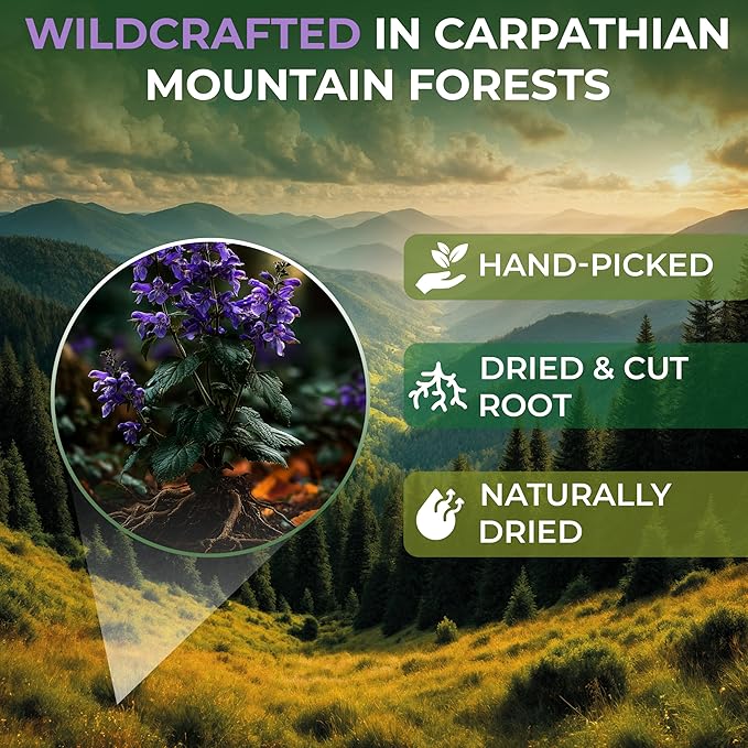 50 Bags Skullcap Herbal Tea (Scutellaria) – 50 Tea Bags 1.5g Skullcap Herb Escutelaria