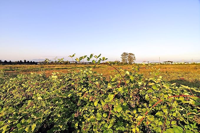 MagJo Naturals, Red Raspberry Leaf (16 Oz) Dried leaves, Wild-Harvest, herbal tea, Cut & Sifted, Packaged in USA, resealable bag