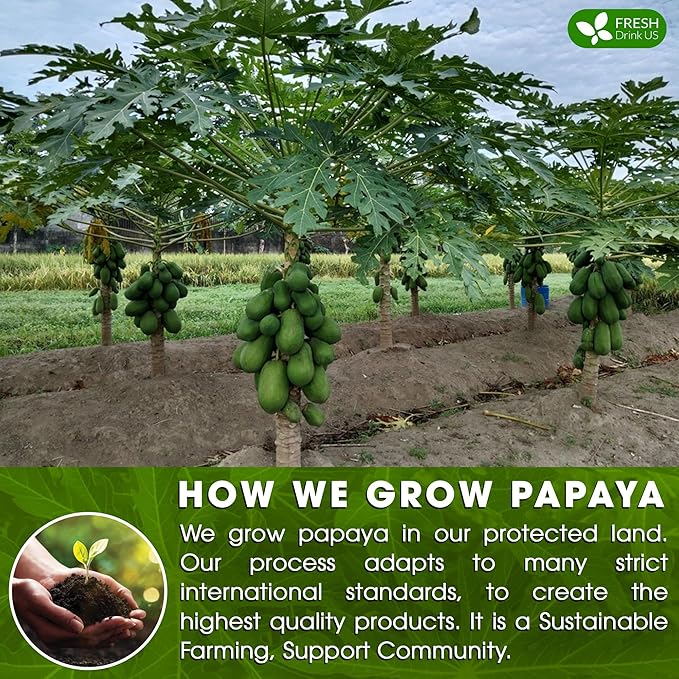 FreshDrinkUS, Premium 25 Papaya Leaf Tea Bags, 100% Natural & Pure from Papaya Leaves. Loose Leaf Papaya Herbal Tea. Made with Natural Material Tea Bags. No Sugar, No Caffeine, No Gluten, Vegan.