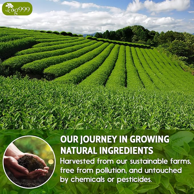 TOG999, Premium 60 Sencha Green Tea Bags, 100% Natural & Pure from Sencha Green Tea Leaves. Loose Leaf Sencha Herbal Tea. No Sugar, No Gluten, Vegan.