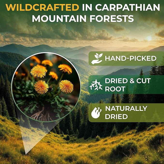 100 Bags Dandelion Root Tea Dandelion Tea Herbal (Taraxacum Officinale) - 100 Count 1.5g Bags Dried Herb Raíz De Diente De León
