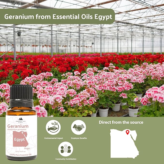 Geranium Essential Oil - Direct from Egypt Nile Delta - Pure Essential Oils for Body, Skincare & Balance - Natural Aceite de Geranio - 100% Pure Therapeutic Grade (15ml)