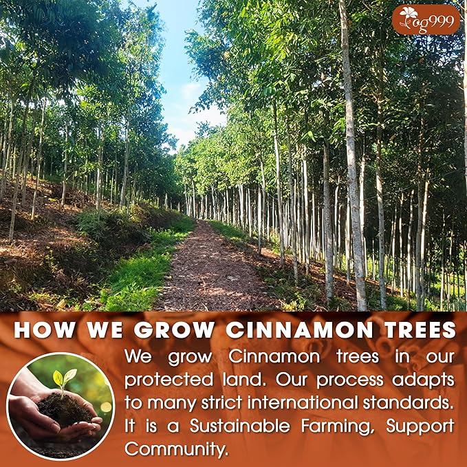 TOG999, Premium 60 Tea Bags - Special Cinnamon Tea, 100% Natural & Pure, Herbal Tea. Cinnamon Stick Herbal Spice Tea. No Sugar, No Caffeine, No Gluten, Vegan.