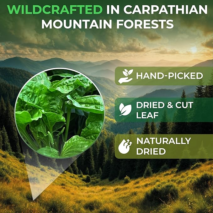 4 oz. Broadleaf Plantain Leaf Herb Tea Dried Plaintains Leaves (Plantago Majoris Folia) - 113g Greater Plantain Leaf Tea Llanten