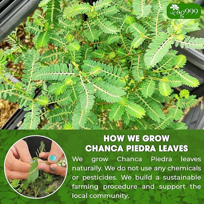 TOG999, Premium 120 Chanca Piedra Leaf Tea Bags, 100% Natural & Pure from Chanca Piedra Leaves. Loose Leaf Chanca Piedra Herbal Tea. Made with Natural Material Tea Bags. No Sugar, No Caffeine, No Gluten, Vegan.