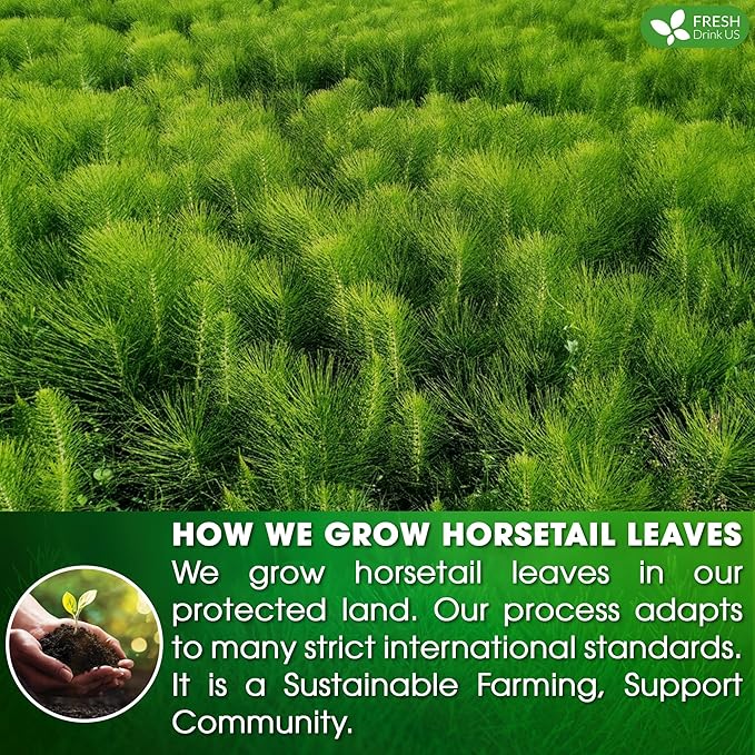 FreshDrinkUS, Premium 75 Horsetail Leaf Tea Bags, 100% Natural & Pure from Horsetail Loose Leaves Herbal Tea. Made with Natural Material Tea Bags. No Sugar, No Caffeine, No Gluten, Vegan.