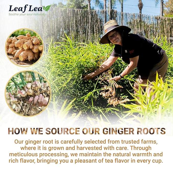 LeafLea 100% Pure Ginger Root Tea Bags – Spicy & Warming Herbal Tea, Supports Digestion & Immune Health, Individually Wrapped, Non-GMO, Caffeine Free, Sugar Free, No Gluten
