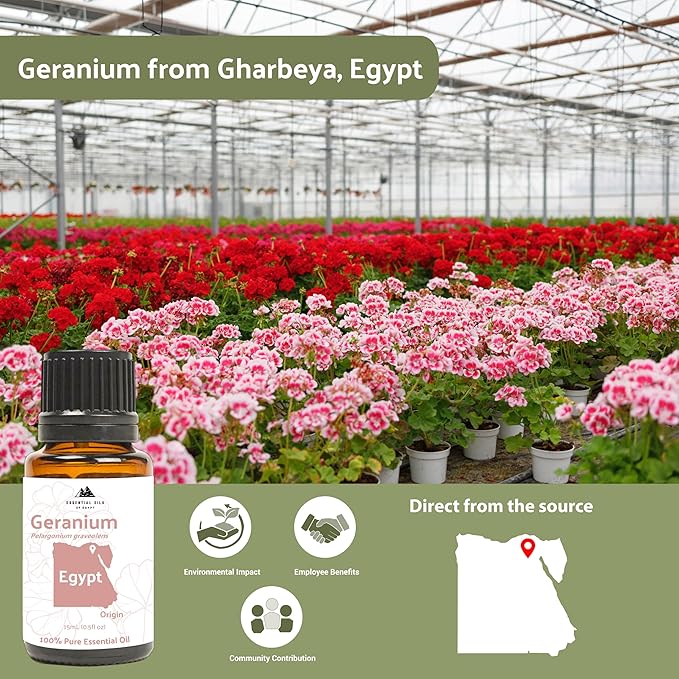 Geranium Essential Oil - Direct from Egypt Nile Delta - Pure Essential Oils for Body, Skincare & Balance - Natural Aceite de Geranio - 100% Pure Therapeutic Grade (15ml)