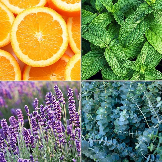 Aroma from Nature Wellness Collection Candle, 12 oz, 2 Cotton Wicks, Lavender Clary Sage, Large Painted Jar