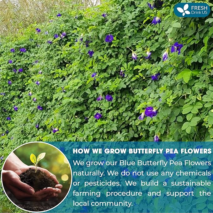 FreshDrinkUS, Premium 8oz Blue Butterfly Pea Flowers Dried – Premium Whole Flower Herbal Tea – Vibrant Blue Natural Color – Caffeine-Free Loose Flower Tea. Vegan